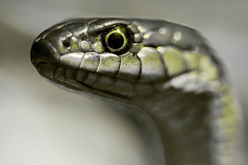 Alert Garter Snake Keeping Eye Out (Yellow Tone Photo)