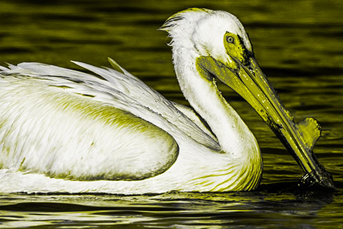Beak Dipping Pelican Eying Across Lake Water (Yellow Tone Photo)