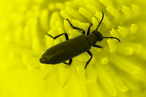 Crawling Oedemera Beetle Searching Atop Dandelion (Yellow Tone Photo)