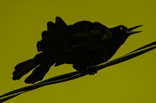 Crouching Great Tailed Grackle Squeaking Atop Cable (Yellow Tone Photo)
