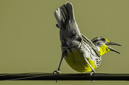 Crouching Western Meadowlark Singing Towards Sunlight (Yellow Tone Photo)