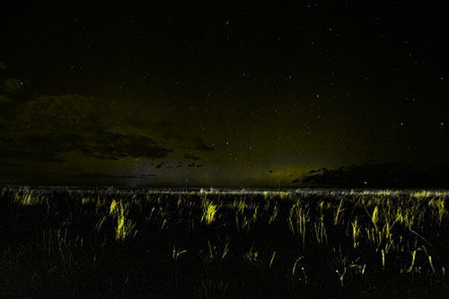 Dim Northern Aurora Borealis Lights Fading Beyond Horizon (Yellow Tone Photo)