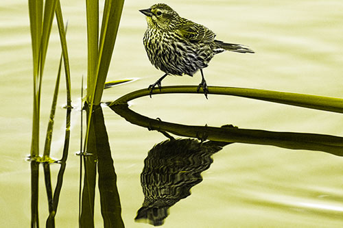 Female Red Winged Blackbird Casts Reflection Atop Bent Water Reed (Yellow Tone Photo)