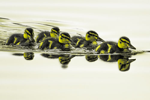 Five Baby Mallard Ducklings Swimming Across Lake Water (Yellow Tone Photo)