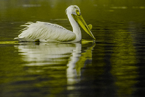 Floating Pelican Reflection Among Lake Water (Yellow Tone Photo)