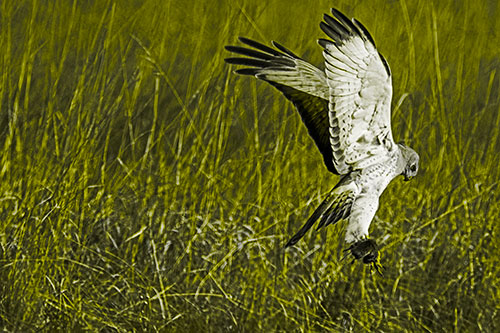 Flying Northern Harrier Marsh Hawk Captures Rodent (Yellow Tone Photo)