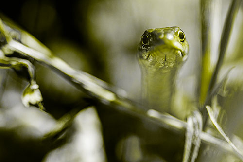 Garter Snake Peeking Head Above Sticks (Yellow Tone Photo)