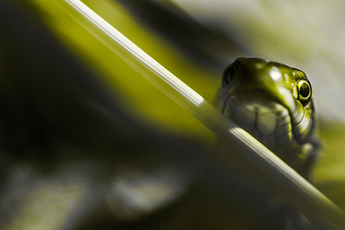 Garter Snake Peeking Head Over Dried Fescue Grass Blade (Yellow Tone Photo)