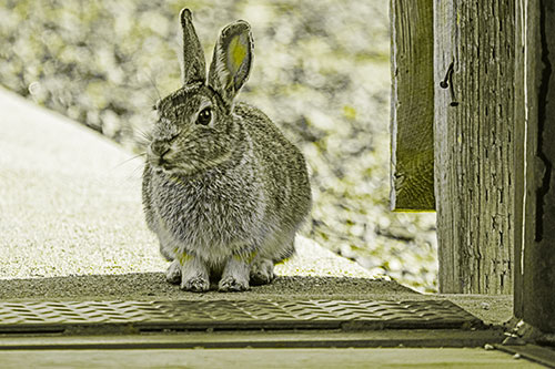 Hesitant Bunny Rabbit Considers Crossing Wooden Bridge (Yellow Tone Photo)