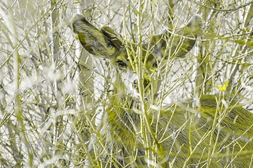 Hidden Mule Deer Watching Behind Tree Branches (Yellow Tone Photo)