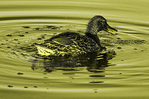 Joyful Water Splashing Mallard Duck Enjoying Calm Lake (Yellow Tone Photo)