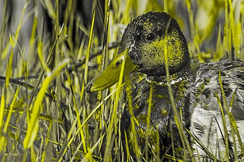 Male Mallard Duck Resting Among Reed Grass (Yellow Tone Photo)