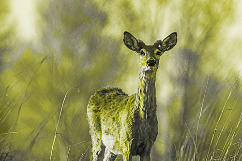 Mule Deer Standing Among Windy Grassy Hillside (Yellow Tone Photo)