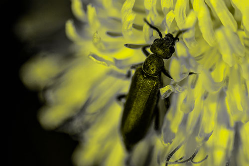 Oedemera Beetle Feasting Among Dandelion (Yellow Tone Photo)