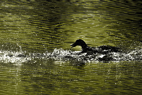 Playful Mallard Duck Gets Splashed Among Lake Horizon (Yellow Tone Photo)