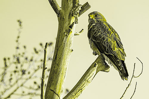 Rough Legged Hawk Perched Atop Tree Branch (Yellow Tone Photo)