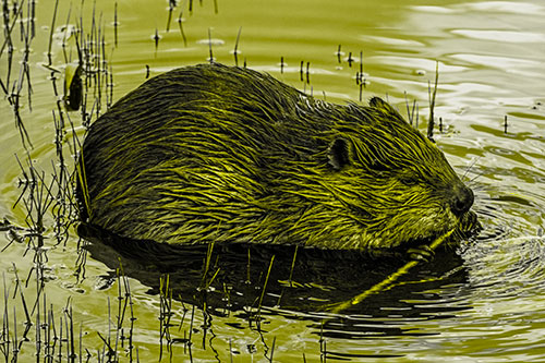 Sitting Beaver Nibbles Branch Along Shallow Rivershore (Yellow Tone Photo)