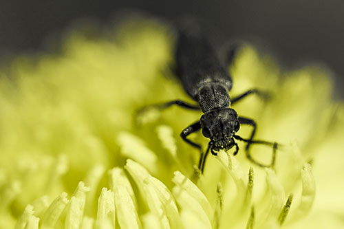 Snarling Oedemera Beetle Eating Dandelion Pollen (Yellow Tone Photo)