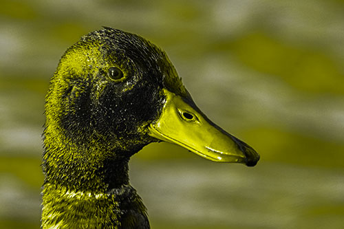Soaked Male Mallard Duck Watching Among Lake (Yellow Tone Photo)