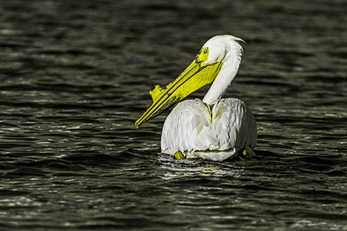 Swimming Pelican Glances Backwards Among Lake Water (Yellow Tone Photo)