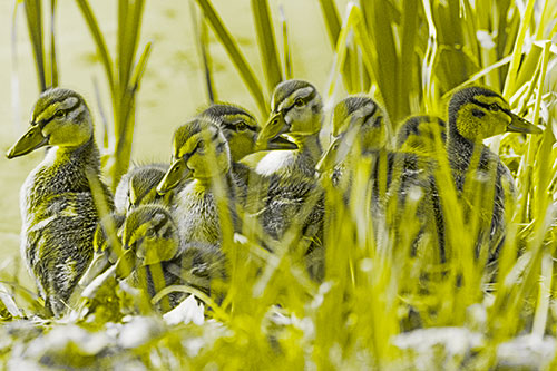 Ten Baby Mallard Ducklings Resting Among Reed Grass (Yellow Tone Photo)