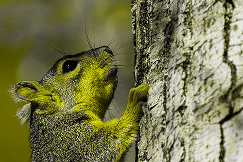 Tree Climbing Squirrel Gazing Upwards (Yellow Tone Photo)