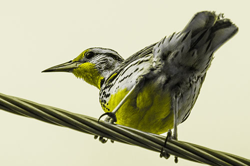 Western Meadowlark Keeping Watch Atop Powerline Wire (Yellow Tone Photo)