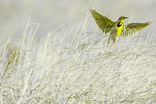 Western Meadowlark Takes Flight Off Branches (Yellow Tone Photo)
